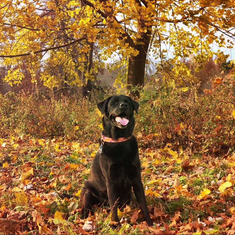 Meet your Posher, Max